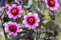 Dahlia 'Wishes and Dreams'
