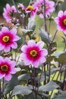 Dahlia 'Wishes and Dreams'