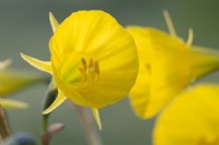 Narcissus bulbocodium subsp bulbocodium var.conspicuus - Hoop petticoat daffodil