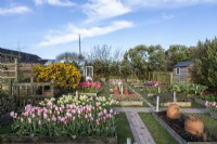Series of raised beds laid out on lawn with paved paths between, windbreak beyond. Beds filled with Tulipa - Tulip - and Narcissus - Daffodil.
