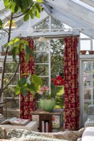 Conservatory with seating, books, potted Hippeastrum and Fig plant. View through antique curtains near door to garden.