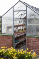 Aluminium greenhouse on brickwork, open door showing wooden staging with clay pots with seedlings and cuttings

