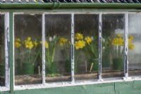 Exterior of potting shed showing glazing and guttering. Vases of Narcissus - Daffodil inside.