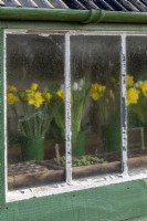 Exterior of shed with glazing and guttering. Inside vases of Narcissi - Daffodils - and wooden seed trays.