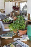 Kitchen with potted Mentha - Mint - and Petroselinum crispum - Parsley - vintage books nearby.