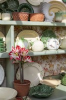 Interior of conservatory with potted Hippeastrum on dresser with antique crockery 