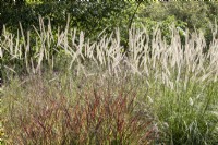 Panicum virgatum 'Shenandoah' switch grass Pennisetum macrourum African feather grass