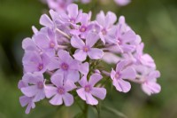 Phlox x arendsii 'Autumn's Pink Explosion'