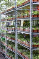 Bedding plants for sale on Dutch trolleys