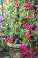Flowering Crassula coccinea in terracotta pot  on greenhouse staging