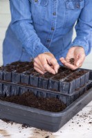 Placing Sweet Pea seeds into the root trainer