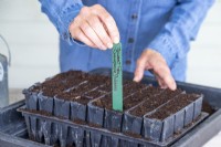 Placing plant label in the root trainer