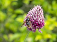 Hornet mimic hoverfly, Volucella zonaria August Summer