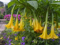  Brugmansia aborea 'Angel's Trumpet' and Hydrangeas in the background August 