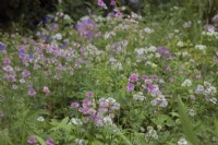 Astrantia 'Buckland' in a woodland edge planting during June