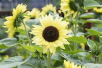 Helianthus annuus 'Valentine' - Sunflower