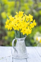 Bunch of Narcissus 'February Gold' in metal jug