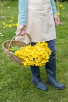 Person carrying picked mixed Narcissus in a woven basket