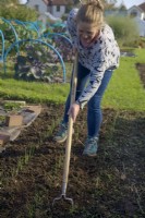 Woman gardener using an oscillating hoe to weed between autumn sown Allium onion seedlings