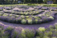 Concentric beds of lavender, Lavandula angustifolia 'Hidcote' and L. angustifolia 'Alba', around a square dipping pond at Gordon Castle Walled Garden, Scotland in July. Design by Arne Maynard.
