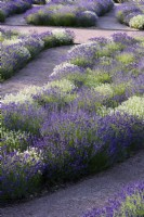 Beds of lavender in July, a mix of Lavandula angustifolia 'Hidcote' and L. angustifolia 'Alba'
