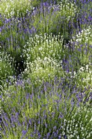 A mix of purple and white lavender in July, Lavandula angustifolia 'Hidcote' and L. angustifolia 'Alba'
