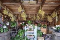 Garden shed with a display of streptocarpus and flowers hanging to dry from the roof at Gordon Castle Walled Garden, Scotland in July