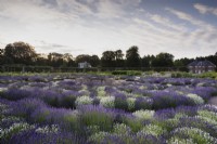 Concentric beds of lavender, Lavandula angustifolia 'Alba' and L. angustifolia 'Hidcote' at Gordon Castle Walled Garden, Scotland in July. Design by Arne Maynard.