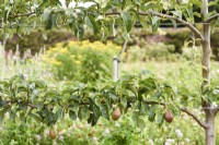 Espaliered pears trained along parallel wires at Gordon Castle Walled Garden, Scotland in July