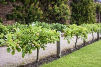 Stepover apples at Gordon Castle Walled Garden, Scotland in July