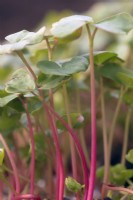Buckwheat seedings - Fagopyrum esculentum for use as micro greens