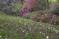 Naturalised Snakeshead Fritillaries - Fritillaria meleagris with Williamsii Camellias behind - left to right 'Donation' Anticipation', 'J C Williams' and 'Elsie Jury'