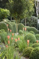 A garden of largely green plants at Dip-on-the-Hill, Ousden, Suffolk in August featuring clipped Lonicera nitida and Buxus sempervirens below a standard Phillyrea latifolia with the bright accents of orange kniphofias.
