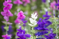 Salvia viridis 'Tricolor Mixed'