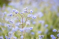 Cynoglossum amabile - Chinese forget-me-not