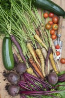 Beetroots, carrots, courgettes and tomatoes - Harvested fresh vegetables 