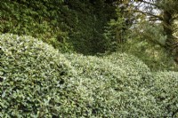 Eleagnus x ebbingei clipped into an undulating hedge, in August