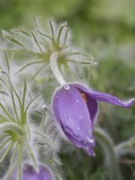 Pulsatilla vulgaris - pasque flower