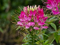 Cleome hassleriana or Spider plant after rain shower August