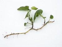 Convolvulus arvensis - Perennial weeds showing root system - Bindweed