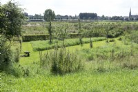 Overview orchard near the river Maas with young apple trees and mowed paths in the grass.
