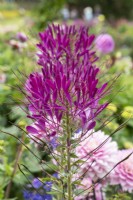 Cleome spinosa 'Violet Queen' - Spider flower