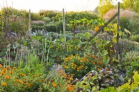 Mixed planting in vegetable garden including courgette, beetroot, marigold, carrots and pumpkin.