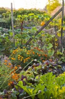Mixed planting in vegetable garden including courgette, beetroot, marigold and pumpkin.