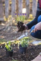 Creating an early spring bed with Crocus vernum and Galanthus nivalis.