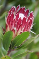 Protea obtusifolia Bredasdorp Protea, Cape Town, South Africa