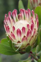 Protea obtusifolia Bredasdorp protea, limestone protea, limestone sugarbush, Cape Town, South Africa