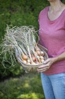 Holding a trug of cleaned Shallots