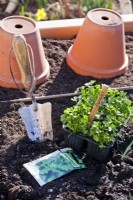 Pack of parsley seedlings, seed packet and trowel on earth ready for planting.