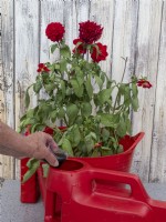 Adding cupful liquid feed to watering can of water to rescue neglected potted Dahlia in a tub 